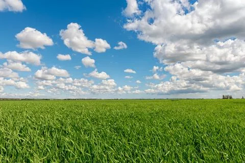 Cloudy sky over grain field Stock Photos