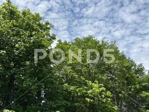 Cloudy Sky over Lush Trees