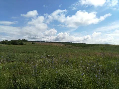 Cloudy sky over the meadow, blooming blue chicory, summer landscape of the co Stock Photos