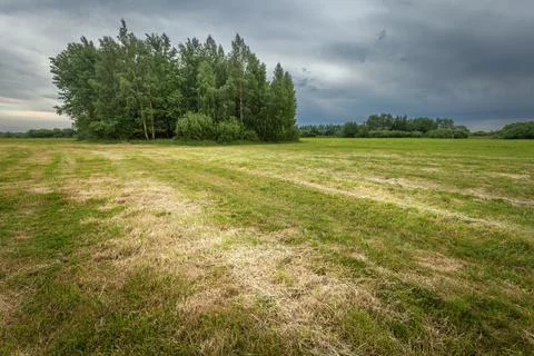 Cloudy sky over a meadow with trees Stock Photos