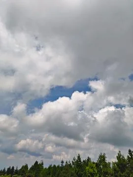 Cloudy Sky Over Pine Tree Forest With Blue Patches and Atmospheric Depth 스톡 사진