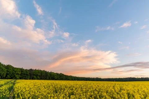 Cloudy sky over Rapeseed field with yellow plants after sunset Stock Photos