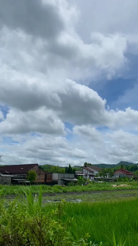 Cloudy Sky Over Rice Fields Stock Footage 325016673