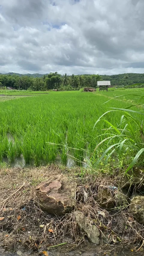 Cloudy Sky Over Rice Fields Stock Footage 325016939