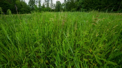Cloudy sky over summer grassland and forest. Stock Footage 244196582