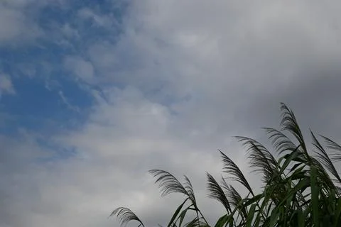 Cloudy sky over tall grass Stock Photos