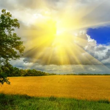 Cloudy sky over a wheat field Stock Illustration