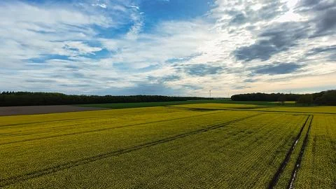 Cloudy sky over wheat field natural landscape with horizon in view 4K FPV drone Stock Photos