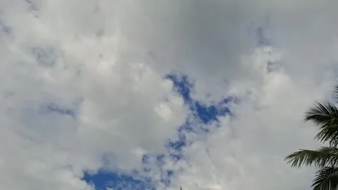 Cloudy Sky with Palm Leaves and Birds Calling Overhead Видео 339144510