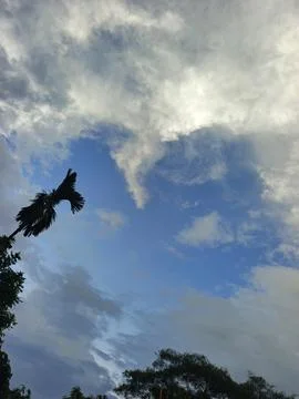 Cloudy Sky Photograph Sky Background With Tree Frame Natural Sky View Outdo Stock Photos