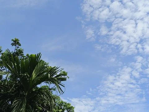 Cloudy Sky Photograph Sky Background With Tree Frame Natural Sky View Outdo Stock Photos