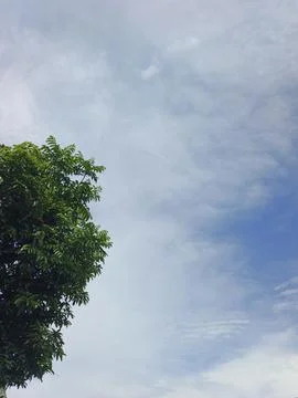 Cloudy Sky Photograph Sky Background With Tree Frame Natural Sky View Outdo Stock Photos