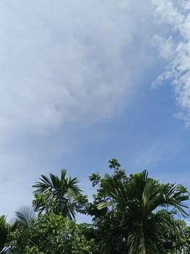 Cloudy Sky Photograph Sky Background With Tree Frame Natural Sky View Outdo Stock Photos