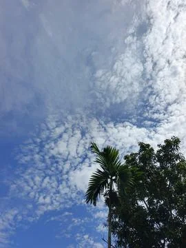 Cloudy Sky Photograph Sky Background With Tree Frame Natural Sky View Outdo Stock Photos