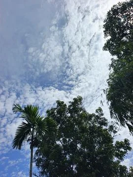 Cloudy Sky Photograph Sky Background With Tree Frame Natural Sky View Outdo Stock Photos