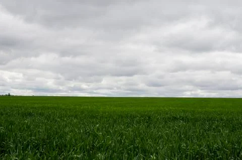 Cloudy sky before rain with a green field Foto stock