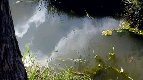 Cloudy sky reflection in a small lake in a countryside. pan shot Stock Footage 80219242