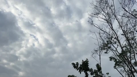 Cloudy sky with silhouetted trees ,  with sound of small farm background Stock Footage 325761928