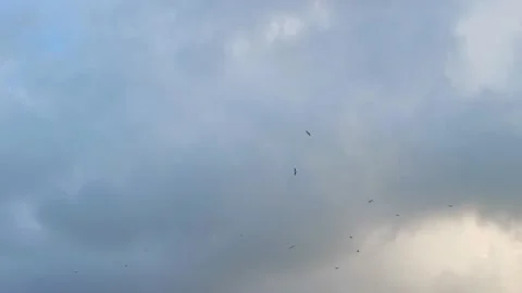 Cloudy sky with some birds 動画素材 233178077
