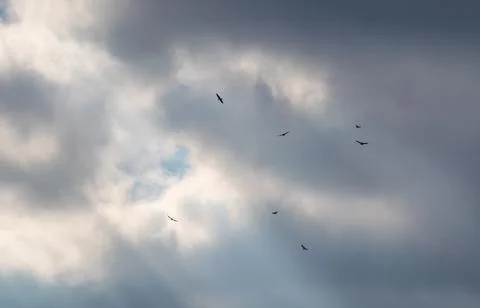 A cloudy sky with sunlight shining through and a flock of birds Stock Photos
