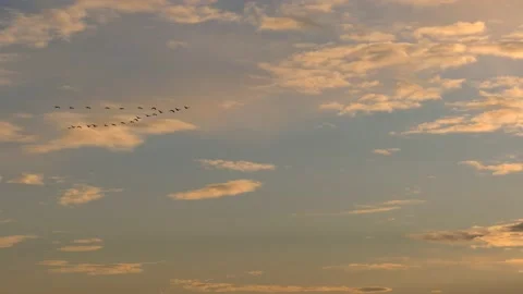 Cloudy sky at sunrise with flying birds - natural sky background - real time Stock Footage 144351637