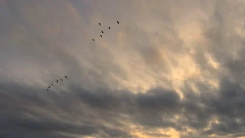 Cloudy sky at sunrise with flying birds - natural sky background - real time Stock Footage 144380880