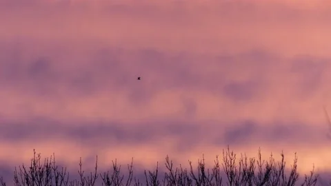 Cloudy sky at sunrise - flying birds - winter trees - background real time Stock Footage 147077012