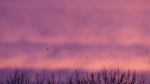 Cloudy sky at sunrise - flying birds - winter trees - background real time Stock Footage 147077019