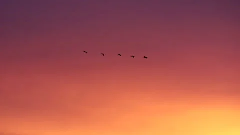 Cloudy sky at sunrise with flying birds - natural sky background - real time Stock Footage 147081780