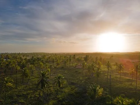 Cloudy sky with a sunset over coconut trees Foto stock