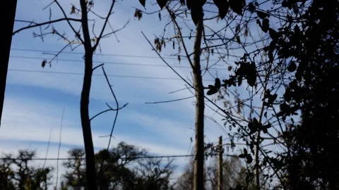 Cloudy Sky Timelapse with branches silhouette in forest Stock Footage 196447815