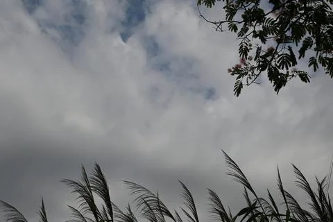Cloudy sky with tree and grass silhouettes Stock Photos
