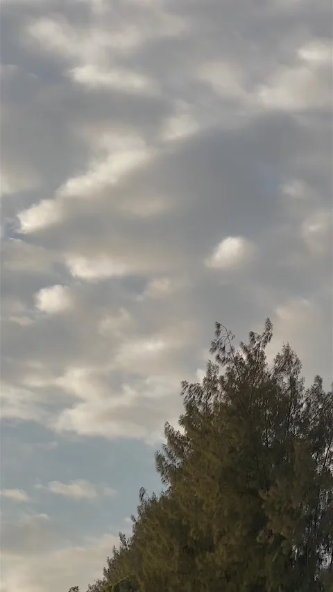 Cloudy sky with trees sway by the wind and birds flying Stock Footage 247388878