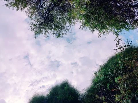 Cloudy sky view between tree branches 库存照片