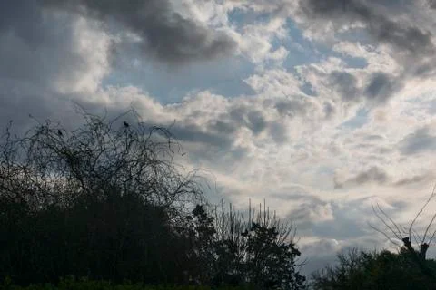 Cloudy sky whit tree's branches Foto stock