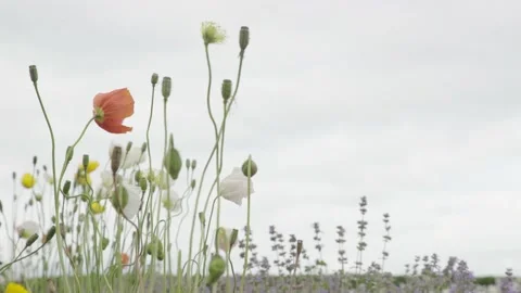 Cloudy Sky, Wind Blowing to Poppy Flower and Budding in Field Stock Footage 153582231