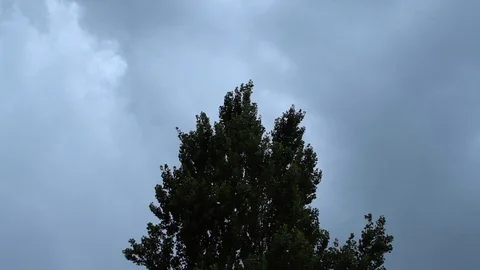 Cloudy sky, wind shakes a huge tree, storm approaching Stock Footage 127437227