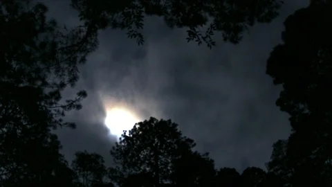 Cloudy sky in the woods - time lapse 動画素材 88828893