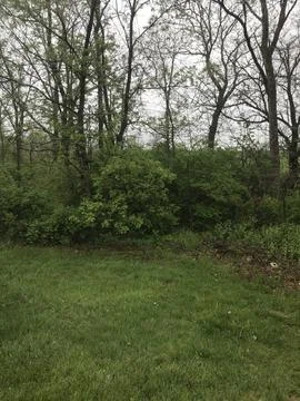 Cloudy Spring Forestine Stock Photos