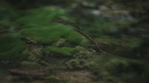 Cloudy spring mountain river Stock-Footage 48865354