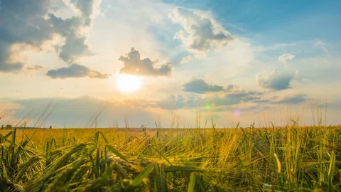 Cloudy sunny summer field Video stock 74127932