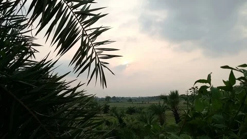 Cloudy Sunset and date palm leaves Stock Footage 111690585