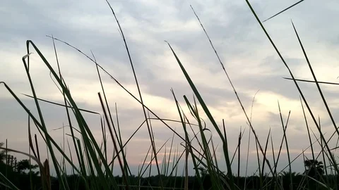 Cloudy Sunset on Corn field Stock Footage 127082573