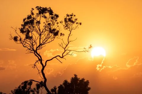 Cloudy sunset at golden hour with tree silhouette in foreground Stock Photos