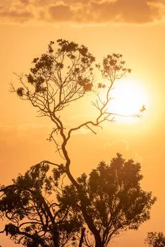 Cloudy sunset at golden hour with tree silhouette in foreground Stock Photos