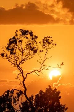 Cloudy sunset at golden hour with tree silhouette in foreground Stock Photos