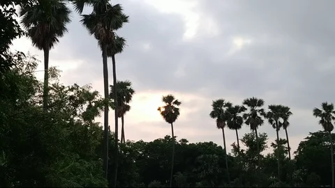 Cloudy Sunset Palm Trees Stock Footage 111437998