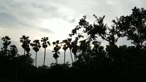 Cloudy Sunset Palm Trees Rural Landscape Stock Footage 127088252
