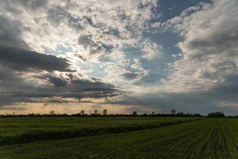 Cloudy syk above a field at springtime Stock Photos