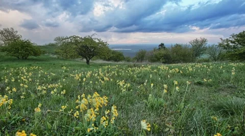 Cloudy time lapse with meadow and flowers, Czech republic nature Video stock 67582504